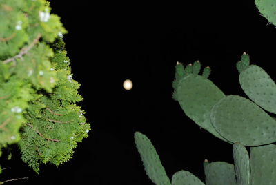 Close-up of plant at night