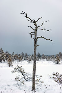 Bare tree on snow covered landscape against clear sky