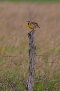 Bird perching on wooden post