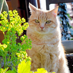 Portrait of cat sitting outdoors