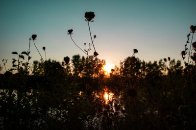 Silhouette plants on field against sky during sunset