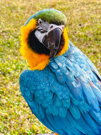 Close-up of blue macaw