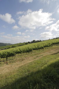 Scenic view of agricultural field against sky