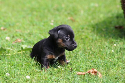 Black dog sitting on grass