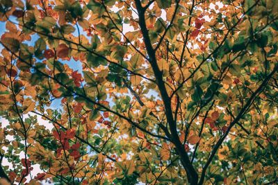 Low angle view of flowering tree