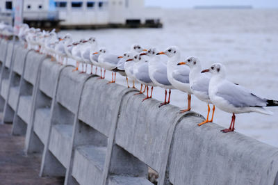 Seagulls perching on railing against sea