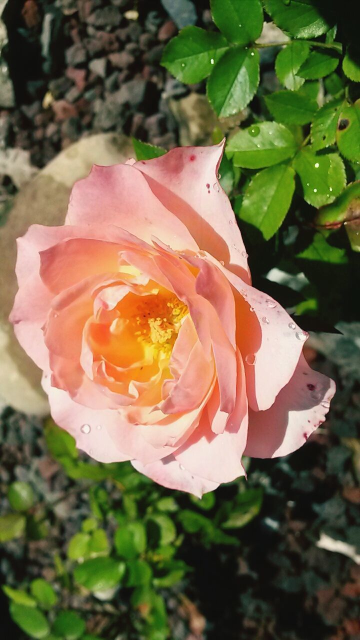 flower, petal, flower head, freshness, fragility, rose - flower, close-up, growth, beauty in nature, blooming, focus on foreground, single flower, nature, red, plant, in bloom, pink color, day, outdoors, no people