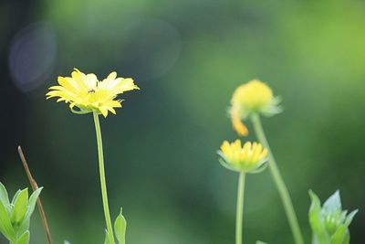 Close-up of yellow flowering plant