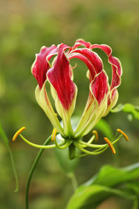 Close-up of red flowering plant