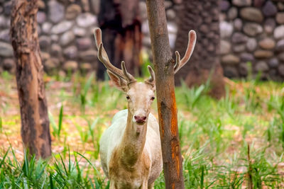 Portrait of deer