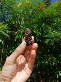 Close-up of hand holding pine cone