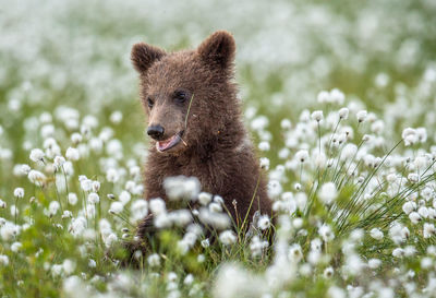 Portrait of an animal on field