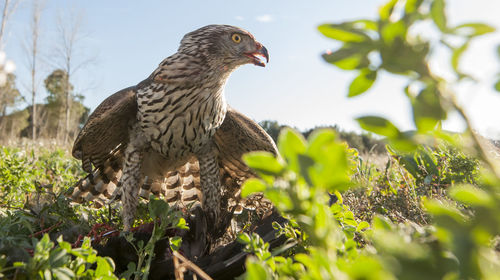 Close-up of bird perching on branch