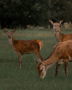 Deer standing on field