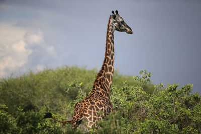 Giraffe in a field