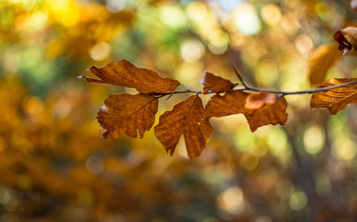 Close-up of maple leaves on tree