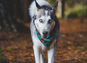 Portrait of dogs running on field