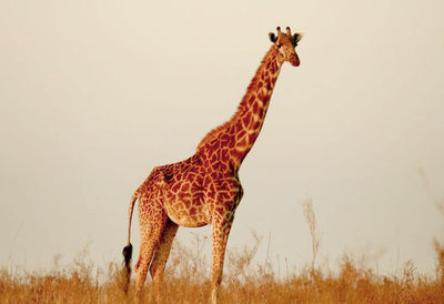 Side view of giraffe standing on landscape