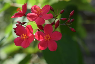 Close-up of red flowers blooming outdoors