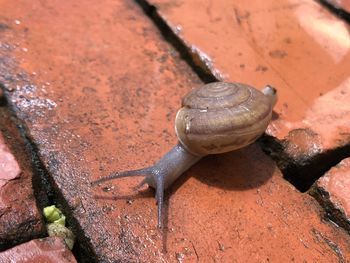 Close-up of snail