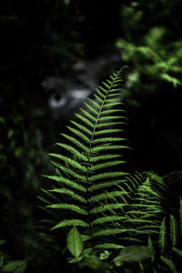 Close-up of fern leaves