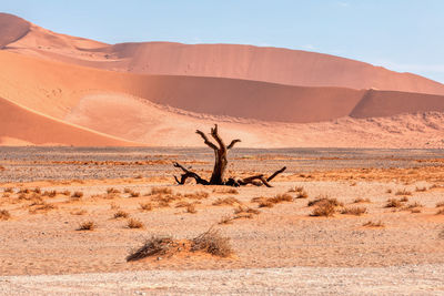 Dead tree on desert land against sky