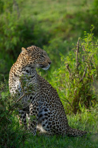 Full-length profile of leopard sitting in shrubs looking to the side