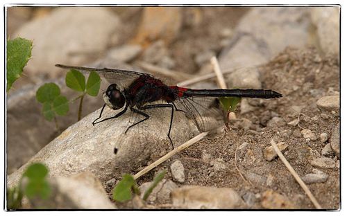 Close-up of insect