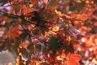 Low angle view of tree sunlight in maple leaves
