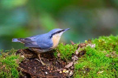 Nuthatch, sitta europaea, perched on a moss covered log