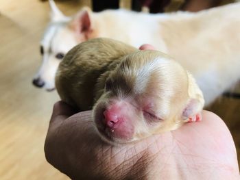 Close-up of hand holding puppy