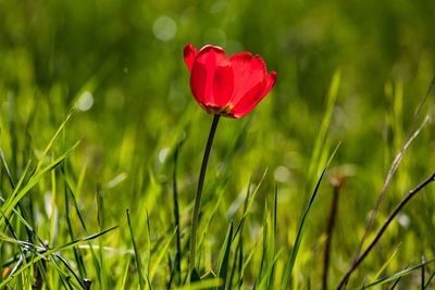 A single poppy flower isolated against a green meadow in the back light