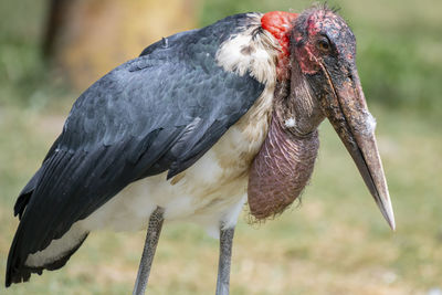 Close-up of bird perching