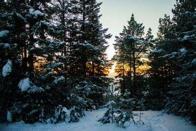 Trees on snow covered land during winter against sky