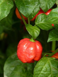 Close-up of strawberry growing on plant