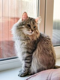 Cat sitting on window sill