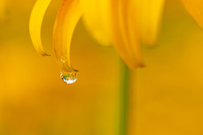 A raindrop hanging from a petal