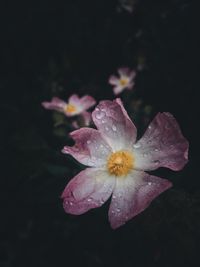 Close-up of water lily blooming outdoors at night