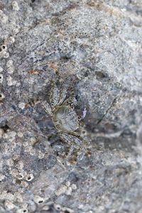 Close-up of insect on rock