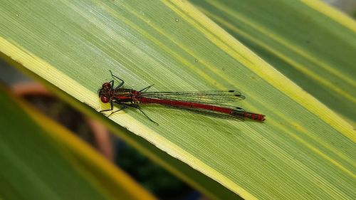 Close-up of dragonfly on leaf