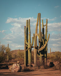 Tall saguaros with white clouds in blue sky, vertical image. high quality photo
