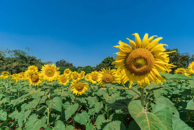 Close-up of yellow sunflower on field against sky