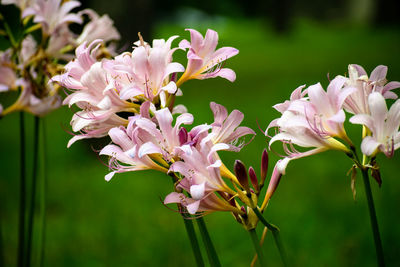 Close-up of pink flowers