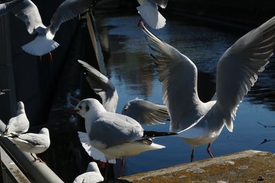 Seagull flying over water