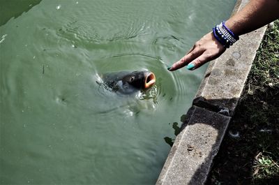 High angle view of man swimming in sea