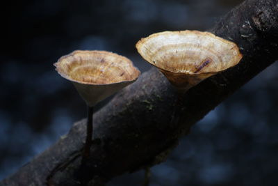 Close-up of snail on tree