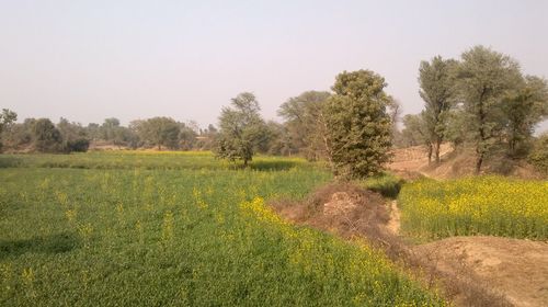 Scenic view of agricultural field against clear sky