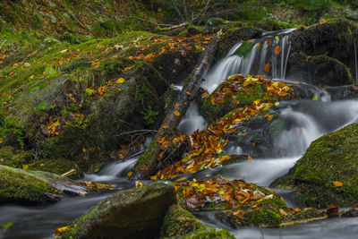 Scenic view of waterfall in forest