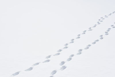 View of snow covered trees