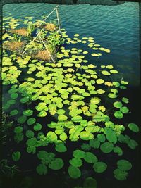 Leaves floating on water